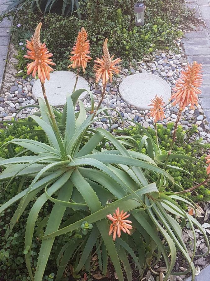 شقة Aloe @ The Sea موسيلباي المظهر الخارجي الصورة