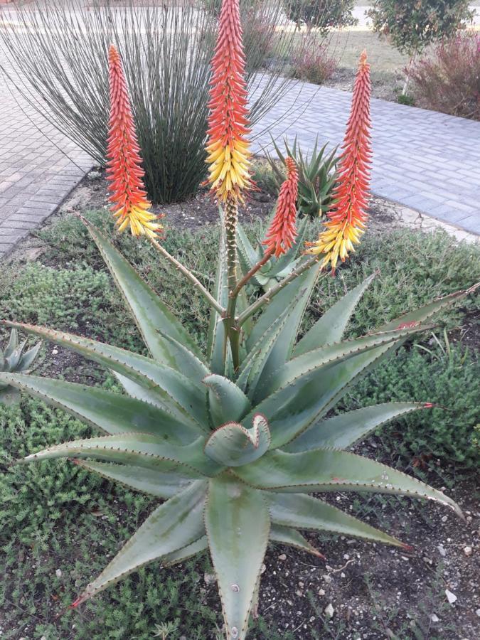 شقة Aloe @ The Sea موسيلباي المظهر الخارجي الصورة